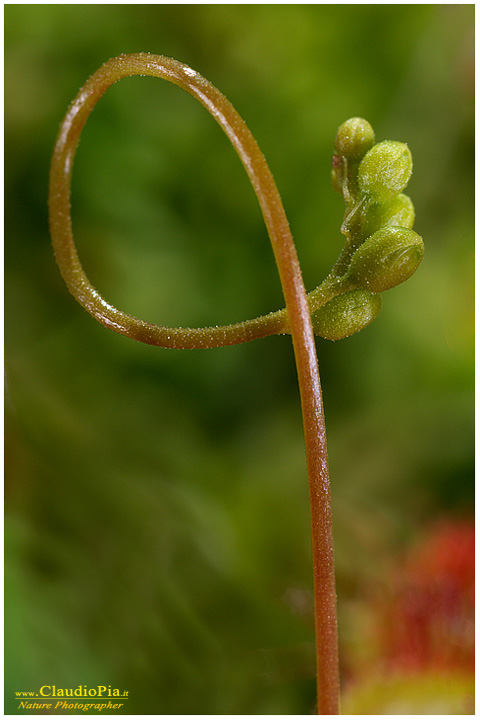 drosera rotundifolia, pianta insettivora, rosolida, pianta carnivora,  pinguicola drosera val d'aveto